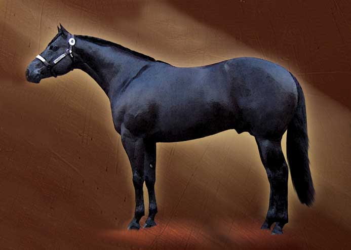 Repercussions at the beginning of his 2 yr old year - AQHA black stallion