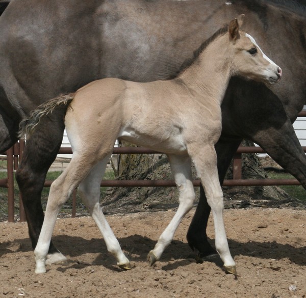 2008 grullo colt by Golden Impact