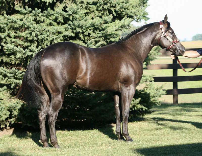 Smoldering Impact - 2007 Black Stallion by Golden Impact - now in Mexico!